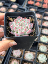 Load image into Gallery viewer, Echeveria Peach - April Farm/Rare Succulents