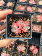 Load image into Gallery viewer, Echeveria Sarahime - April Farm/Rare Succulents