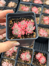 Load image into Gallery viewer, Echeveria Sarahime - April Farm/Rare Succulents