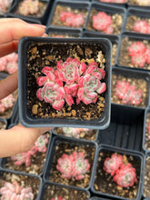 Load image into Gallery viewer, Echeveria Sarahime - April Farm/Rare Succulents