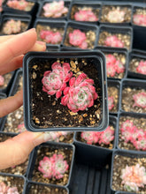 Load image into Gallery viewer, Echeveria Sarahime - April Farm/Rare Succulents