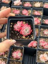 Load image into Gallery viewer, Echeveria Sarahime - April Farm/Rare Succulents