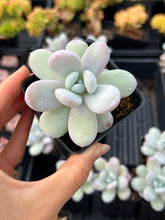 Load image into Gallery viewer, Pachyphytum cuicatecanum - April Farm/Rare Succulents