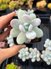 Load image into Gallery viewer, Pachyphytum cuicatecanum - April Farm/Rare Succulents
