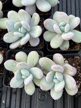 Load image into Gallery viewer, Pachyphytum cuicatecanum - April Farm/Rare Succulents