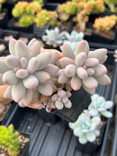 Load image into Gallery viewer, Pachyphytum 'Machucae' (Baby Finger) - April Farm/Rare Succulents