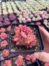 Load image into Gallery viewer, Echeveria Agavoides Christmas Eve crested - April Farm/Rare Succulents