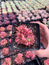Load image into Gallery viewer, Echeveria Agavoides Christmas Eve crested - April Farm/Rare Succulents