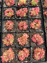 Load image into Gallery viewer, Echeveria Agavoides Christmas Eve crested - April Farm/Rare Succulents