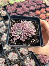 Load image into Gallery viewer, Echeveria Fantasy Fountain - April Farm/Rare Succulents