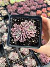 Load image into Gallery viewer, Echeveria Fantasy Fountain - April Farm/Rare Succulents