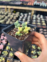 Load image into Gallery viewer, Variegated Astridia velutina - April Farm/Rare Succulents