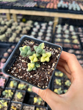 Load image into Gallery viewer, Variegated Astridia velutina - April Farm/Rare Succulents
