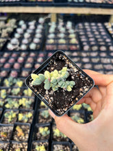 Load image into Gallery viewer, Variegated Astridia velutina - April Farm/Rare Succulents