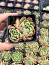 Load image into Gallery viewer, Echeveria Green Queen - April Farm/Rare Succulents