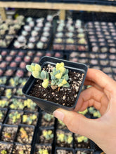 Load image into Gallery viewer, Variegated Astridia velutina - April Farm/Rare Succulents