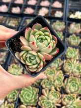 Load image into Gallery viewer, Echeveria Green Queen - April Farm/Rare Succulents