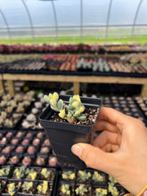 Load image into Gallery viewer, Variegated Astridia velutina - April Farm/Rare Succulents