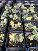 Load image into Gallery viewer, Variegated Astridia velutina - April Farm/Rare Succulents
