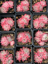 Load image into Gallery viewer, Echeveria Sarahime - April Farm/Rare Succulents