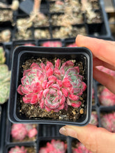 Load image into Gallery viewer, Echeveria Sarahime - April Farm/Rare Succulents