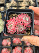 Load image into Gallery viewer, Echeveria Sarahime - April Farm/Rare Succulents