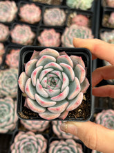 Load image into Gallery viewer, Echeveria ssp - April Farm/Rare Succulents