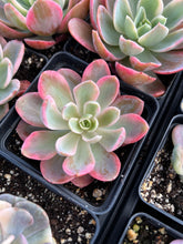 Load image into Gallery viewer, Echeveria Pink Vera - April Farm/Rare Succulents