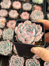 Load image into Gallery viewer, Echeveria ssp - April Farm/Rare Succulents