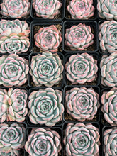 Load image into Gallery viewer, Echeveria ssp - April Farm/Rare Succulents