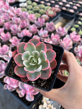 Load image into Gallery viewer, Echeveria Pink Vera - April Farm/Rare Succulents