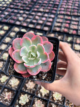 Load image into Gallery viewer, Echeveria Pink Vera - April Farm/Rare Succulents