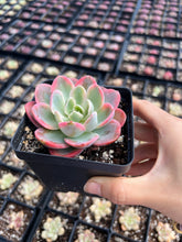 Load image into Gallery viewer, Echeveria Pink Vera - April Farm/Rare Succulents