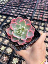 Load image into Gallery viewer, Echeveria Pink Vera - April Farm/Rare Succulents