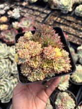 Load image into Gallery viewer, Echeveria Variegated Mebina (mini succulent) - April Farm/Rare Succulents