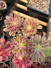 Load image into Gallery viewer, Aeonium Blushing Titan - April Farm/Rare Succulent
