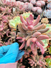Load image into Gallery viewer, Pachysedum Ganzhou Pink finger - April Farm/Rare Succulent