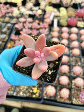 Load image into Gallery viewer, Pachysedum Ganzhou Pink finger - April Farm/Rare Succulent