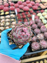 Load image into Gallery viewer, Echeveria Blueberry - April Farm/Rare Succulent