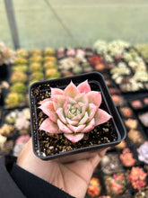 Load image into Gallery viewer, Echeveria Rose Queen - April Farm/Rare Succulents