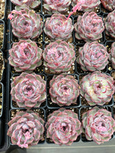 Load image into Gallery viewer, Echeveria Blueberry - April Farm/Rare Succulent