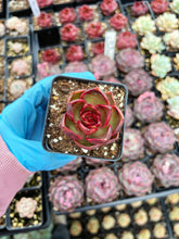 Load image into Gallery viewer, Echeveria 'Red Glow' - April Farm/Rare Succulent