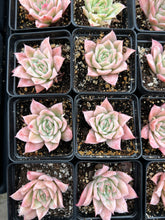 Load image into Gallery viewer, Echeveria Rose Queen - April Farm/Rare Succulents