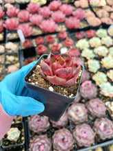 Load image into Gallery viewer, Echeveria 'Red Glow' - April Farm/Rare Succulent