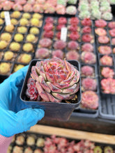 Load image into Gallery viewer, Echeveria Rose Lotus – April Farm/Rare Succulent