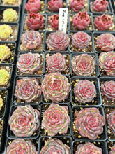 Load image into Gallery viewer, Echeveria Rose Lotus – April Farm/Rare Succulent