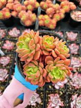 Load image into Gallery viewer, Echeveria Da Vinci - April Farm/Rare Succulent