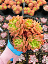 Load image into Gallery viewer, Echeveria Da Vinci - April Farm/Rare Succulent