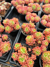 Load image into Gallery viewer, Echeveria Da Vinci - April Farm/Rare Succulent