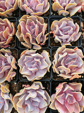 Load image into Gallery viewer, Echeveria Rainbow In Love - April Farm/Rare Succulent